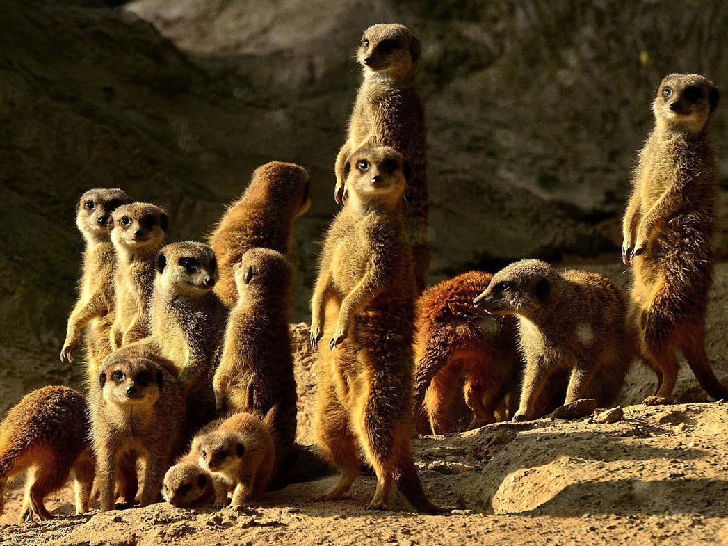 Les suricates du Zoo de Mulhouse