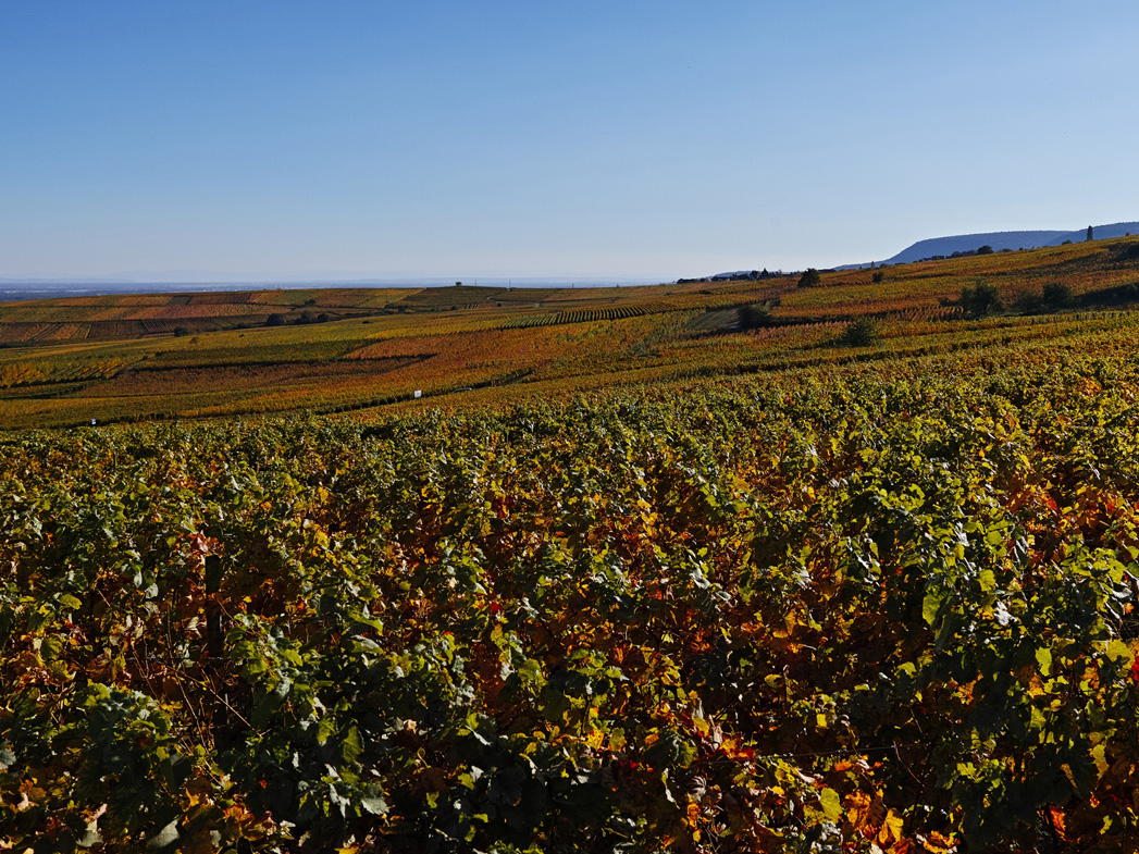 Vue sur la route des vins